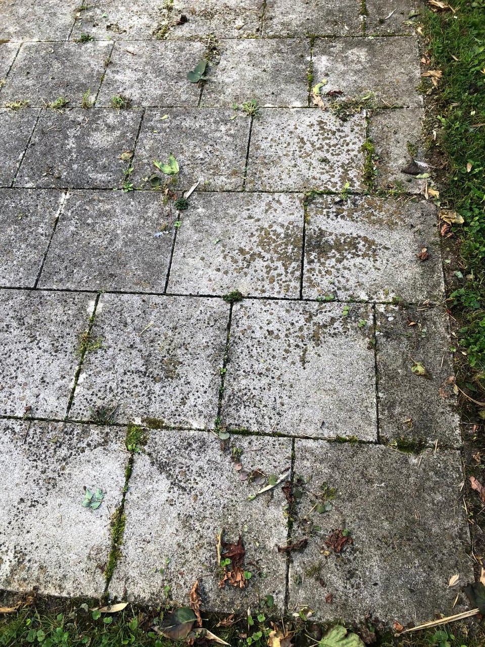 Helle Platten mit Flechten und Grünbelag vor der Reinigung