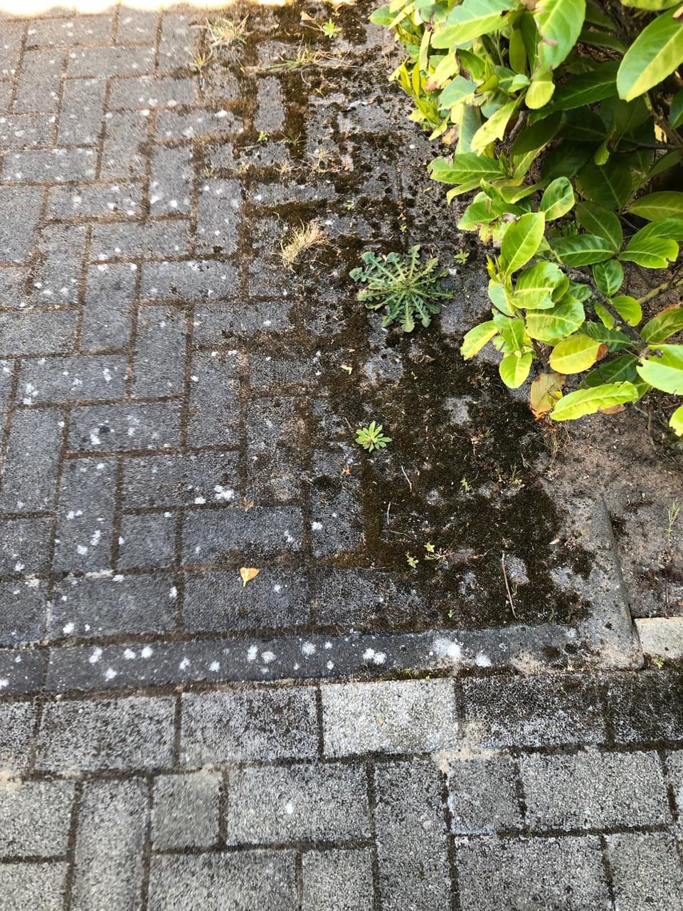 Pflasterweg an einer Hecke mit starkem Belag vor der Reinigung